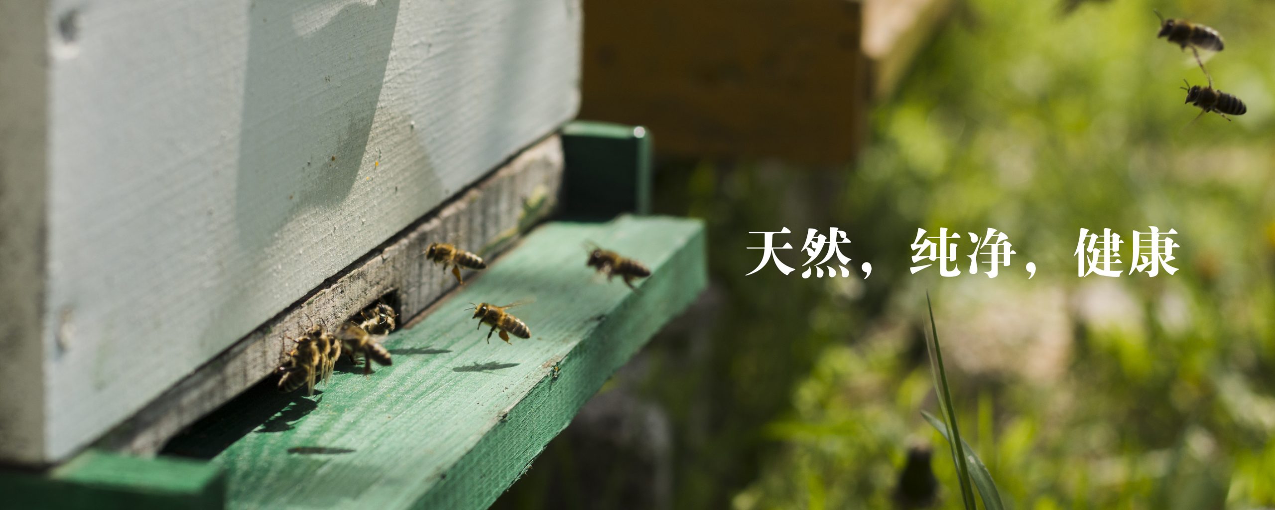 natural honey bee